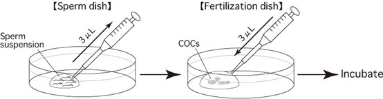 南京爱贝生物的小鼠体外受精操作步骤及操作视频(图10)