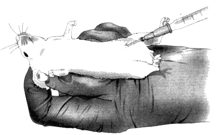 南京爱贝生物的小鼠体外受精操作步骤及操作视频(图1)