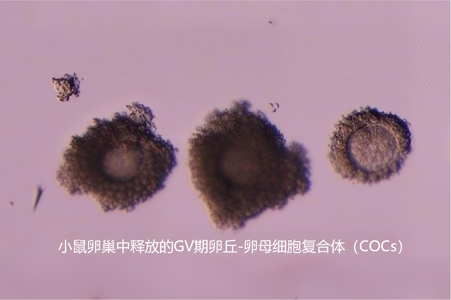 小鼠 IVM|GV 期 COCs 体外成熟,16~18 h发育至 MII(图1) COCs(1).png