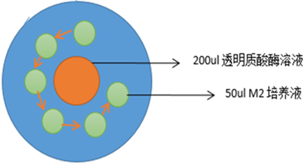 即用型透明质酸酶.png